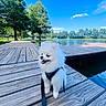 Pershing is registered to the contest to win money with this photo: dog, puppy, pomeranian, white_fur, harness, leash, wooden_dock, lake, water, trees, greenery, blue_sky, cloud, outdoor, sunny, nature, pet, animal, happy, smiling