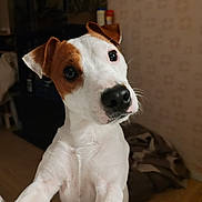 Fury is registered to the contest to win money with this photo: animal, blanket, brown, canine, close_up, curious, dog, domestic, ears, floor, fur, indoor, jack_russell_terrier, nose, pet, portrait, puppy, wallpaper, white, young