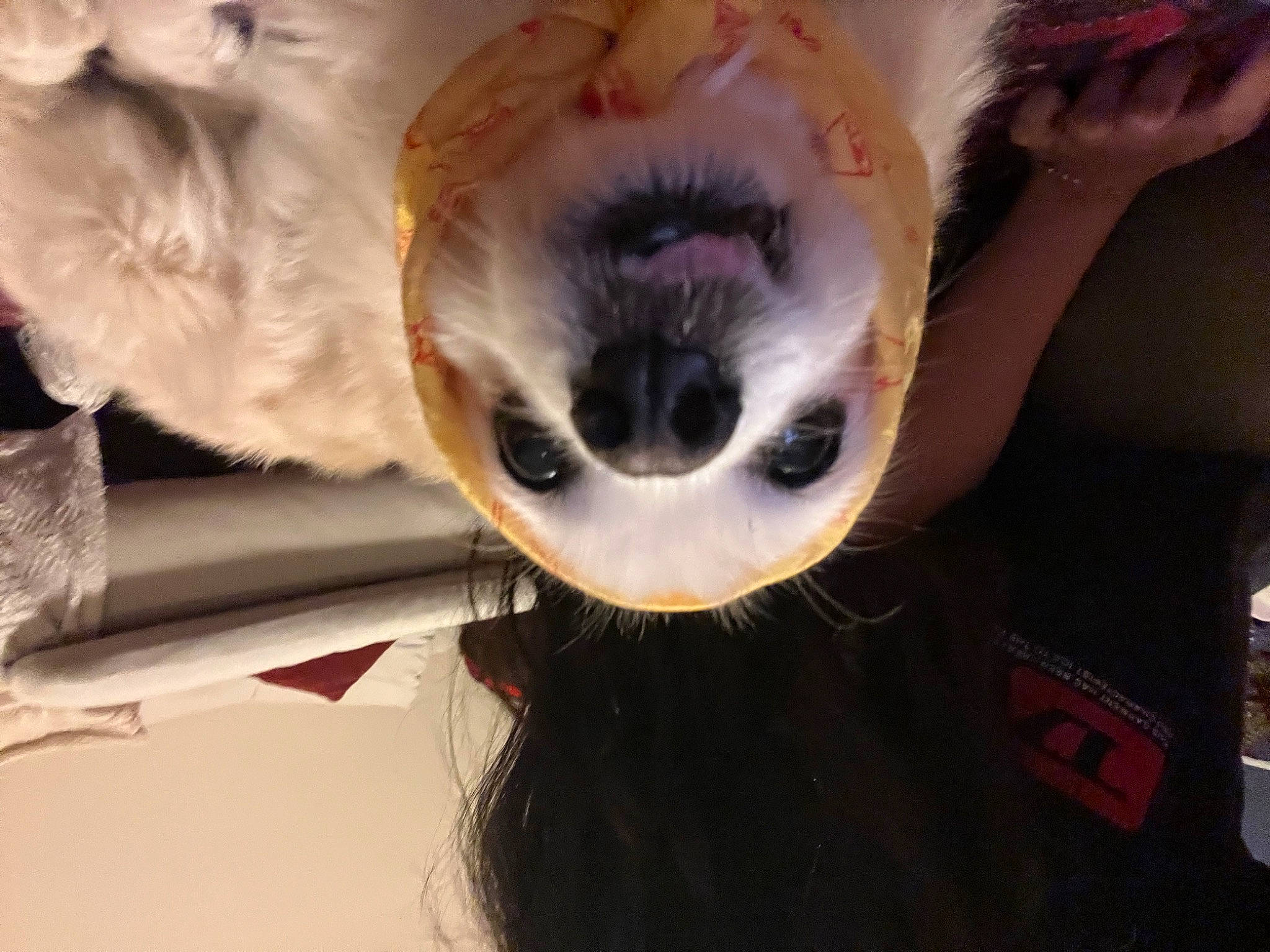 Precious is registered to the contest to win money with this photo: carnivore, companion_dog, dog, dog_breed, ear, eyelash, eyewear, fawn, felidae, fur, goggles, jaw, snout, stuffed_toy, sunglasses, tail, toy, toy_dog, whiskers, working_animal