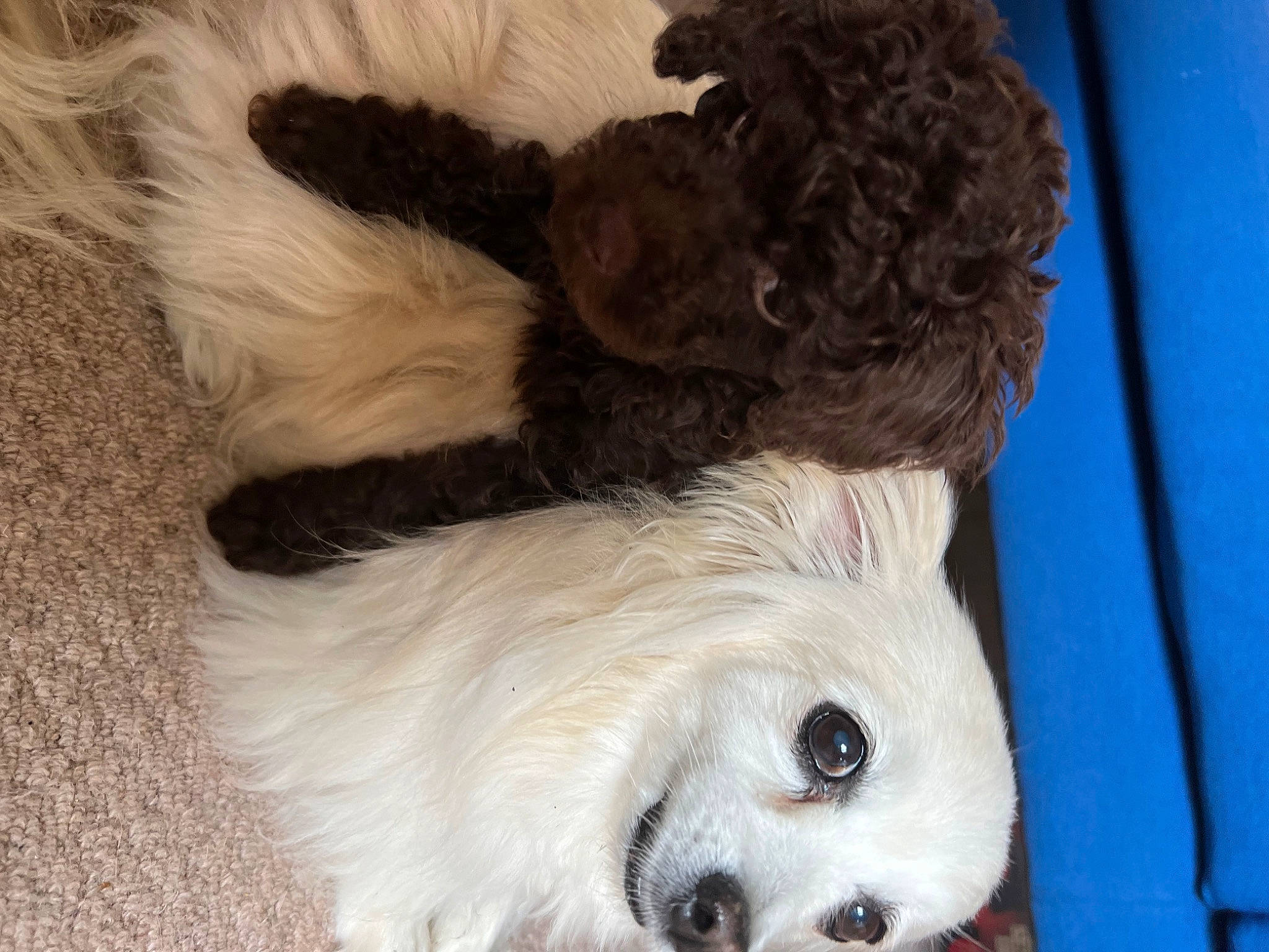 Precious is registered to the contest to win money with this photo: canidae, carnivore, companion_dog, dog, dog_breed, dog_supply, fawn, felidae, fur, liver, paw, pet_supply, puppy_love, snout, spitz, sporting_group, terrier, toy_dog, whiskers, working_animal