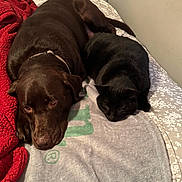 Beau joined the competition — help win amazing prizes! dog, cat, bed, blanket, chocolate_labrador, black_cat, pet, animal, indoor, resting, cozy, companion, fur, sleepy, domestic, cute, relaxed, friendship, comfort, quiet