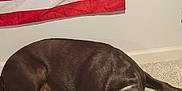 Beau joined the competition — help win amazing prizes! dog, labrador, chocolate_labrador, carpet, indoor, flag, red_stripes, white_wall, pet, animal, laying_down, floor, domestic, canine, mammal, fur, ears, nose, paws, relaxed