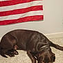dog, labrador, chocolate_labrador, carpet, indoor, flag, red_stripes, white_wall, pet, animal, laying_down, floor, domestic, canine, mammal, fur, ears, nose, paws, relaxed