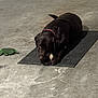 Beau is registered to the contest to win money with this photo: dog, labrador, bone, mat, toy, turtle, indoor, concrete_floor, black_mat, pet, animal, chewing, collar, brown_dog, laying_down, playful, domestic, companion, floor, resting