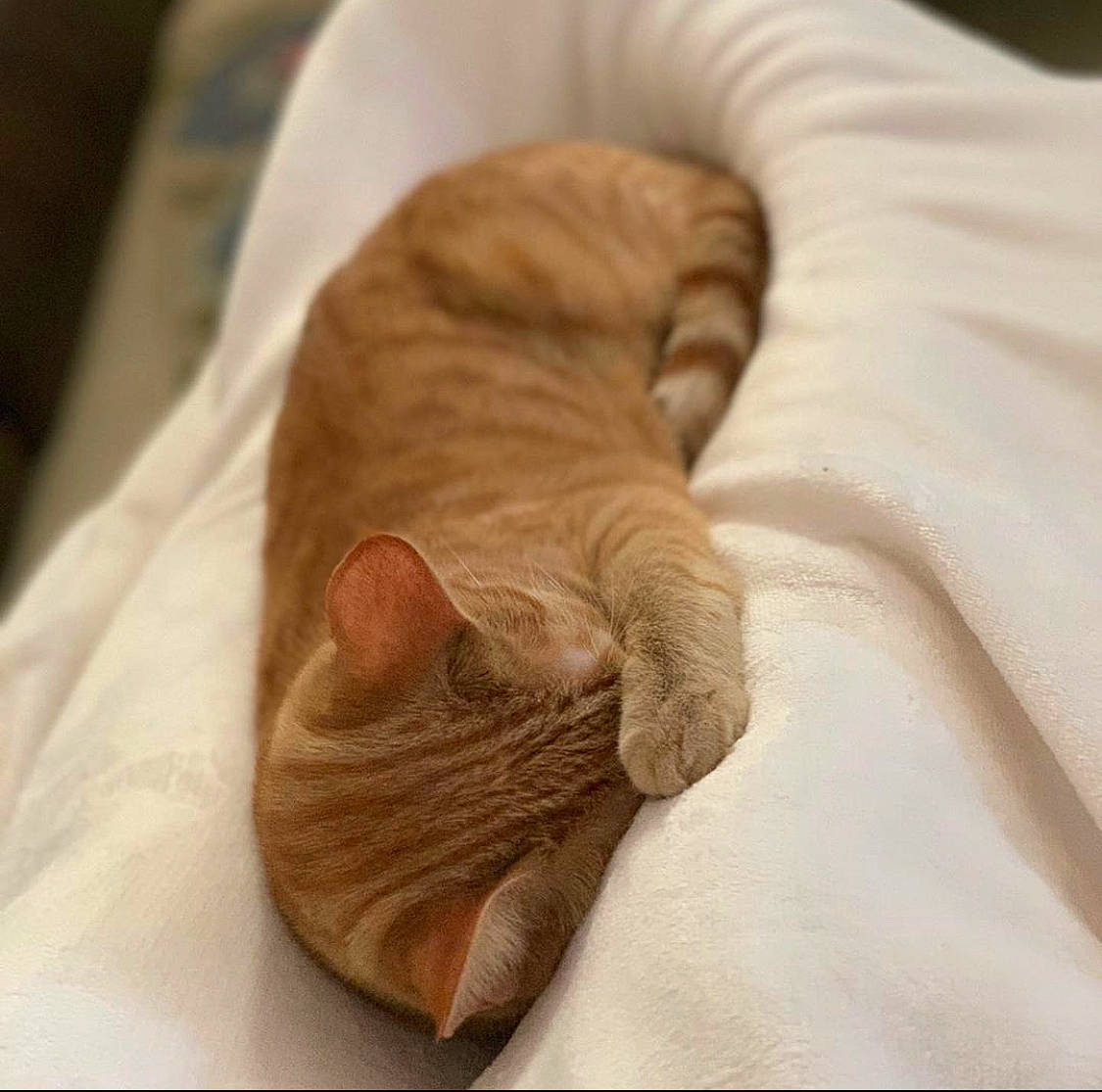 Lamar is registered to the contest to win money with this photo: carnivore, cat, fawn, felidae, nap, paw, small_to_medium_sized_cats, whiskers