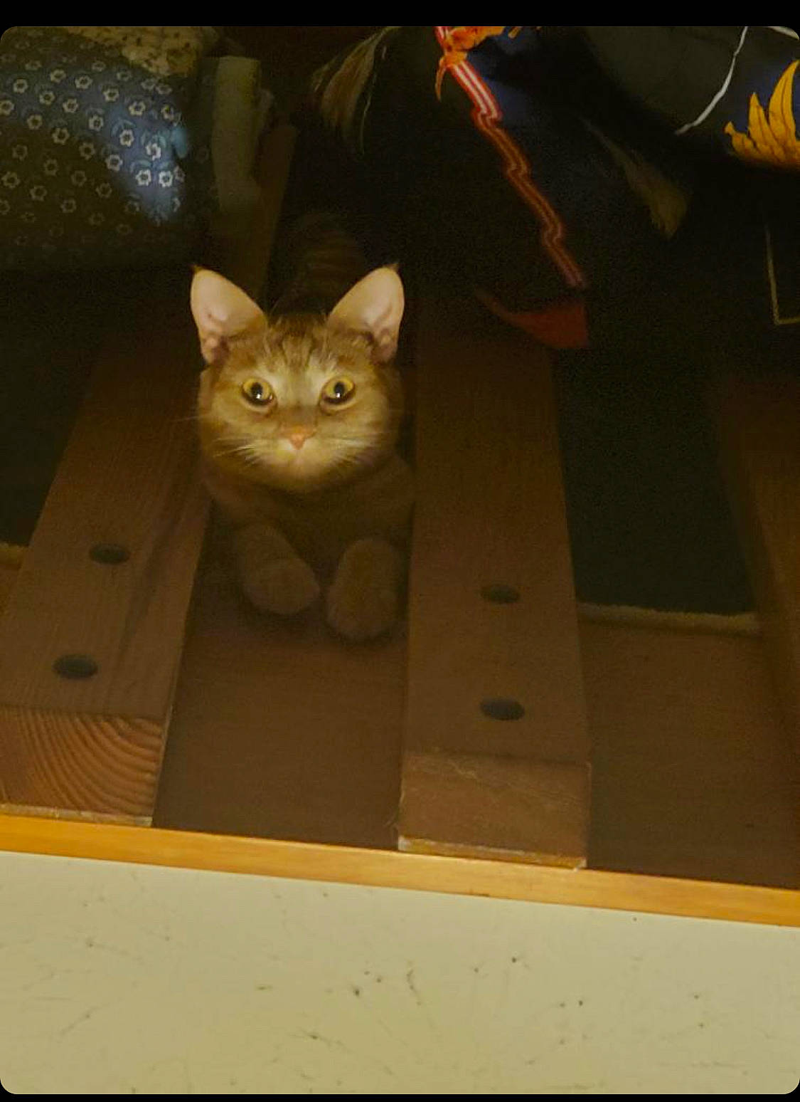 Lamar is registered to the contest to win money with this photo: box, carnivore, cat, domestic_short_haired_cat, fawn, felidae, kitten, small_to_medium_sized_cats, whiskers, wood