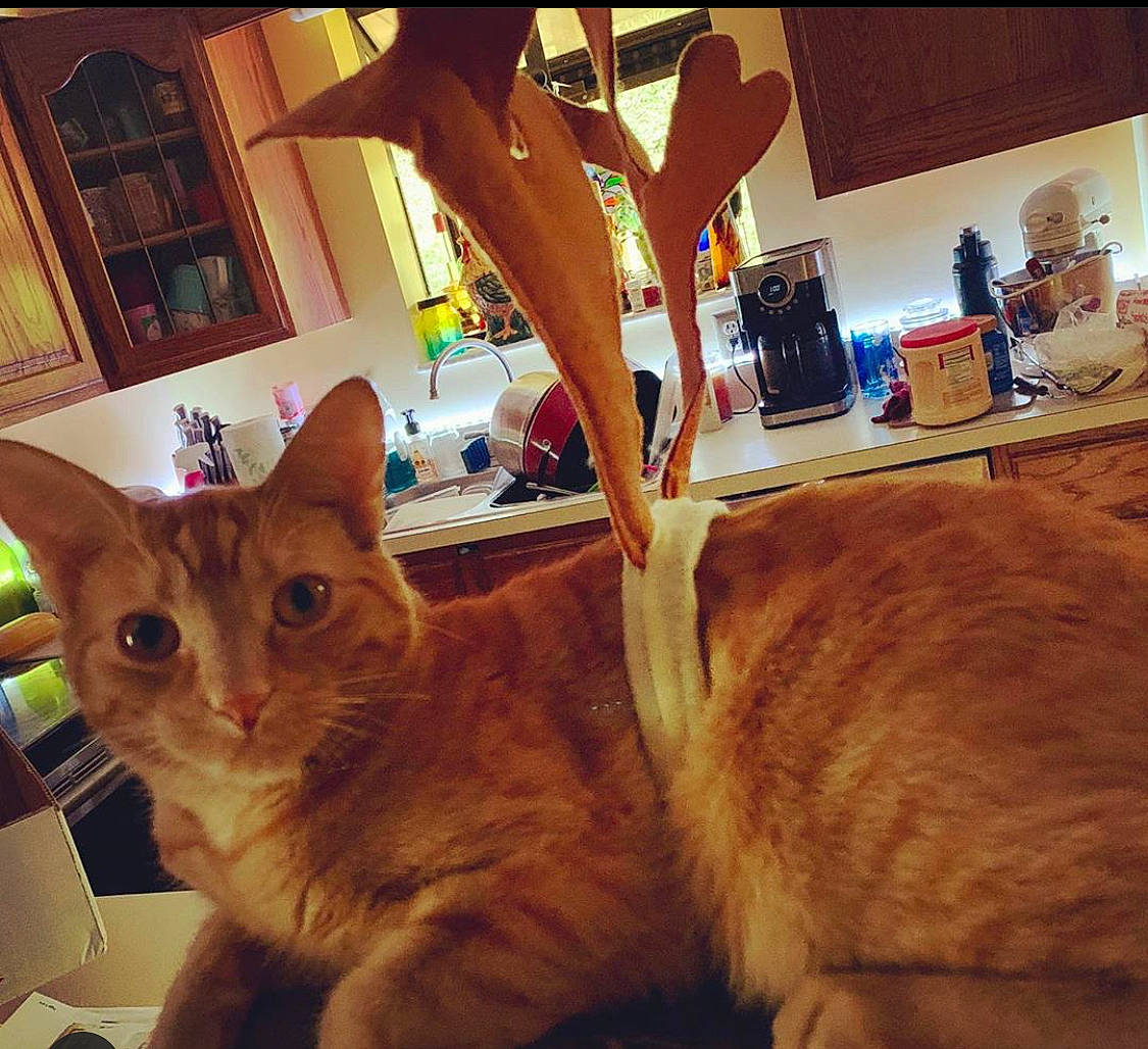 Lamar is registered to the contest to win money with this photo: abyssinian, carnivore, cat, european_shorthair, eye, fawn, felidae, fur, room, small_to_medium_sized_cats, snapshot, square, tail, whiskers