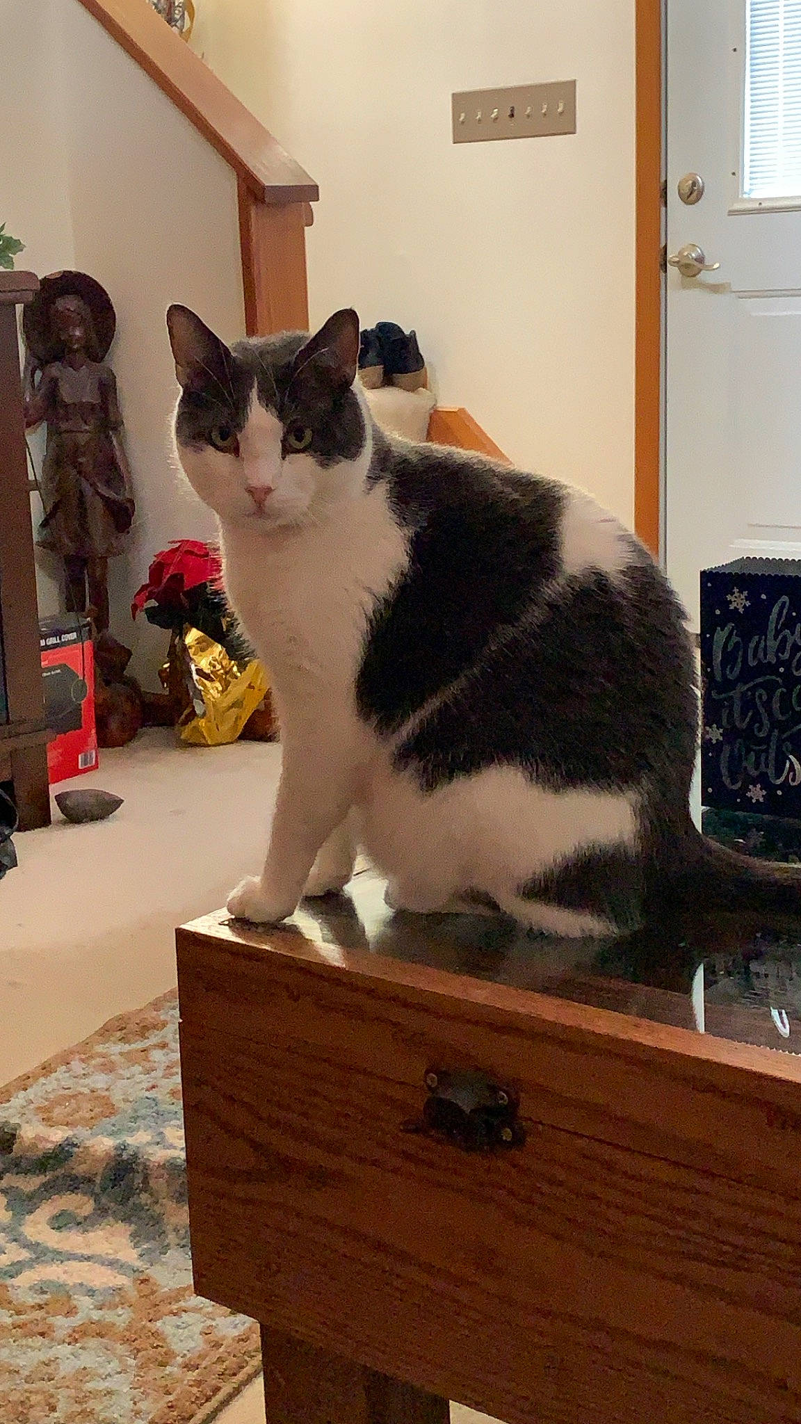 Buford is registered to the contest to win money with this photo: carnivore, cat, domestic_short_haired_cat, european_shorthair, felidae, japanese_bobtail, polydactyl_cat, small_to_medium_sized_cats, tail, whiskers