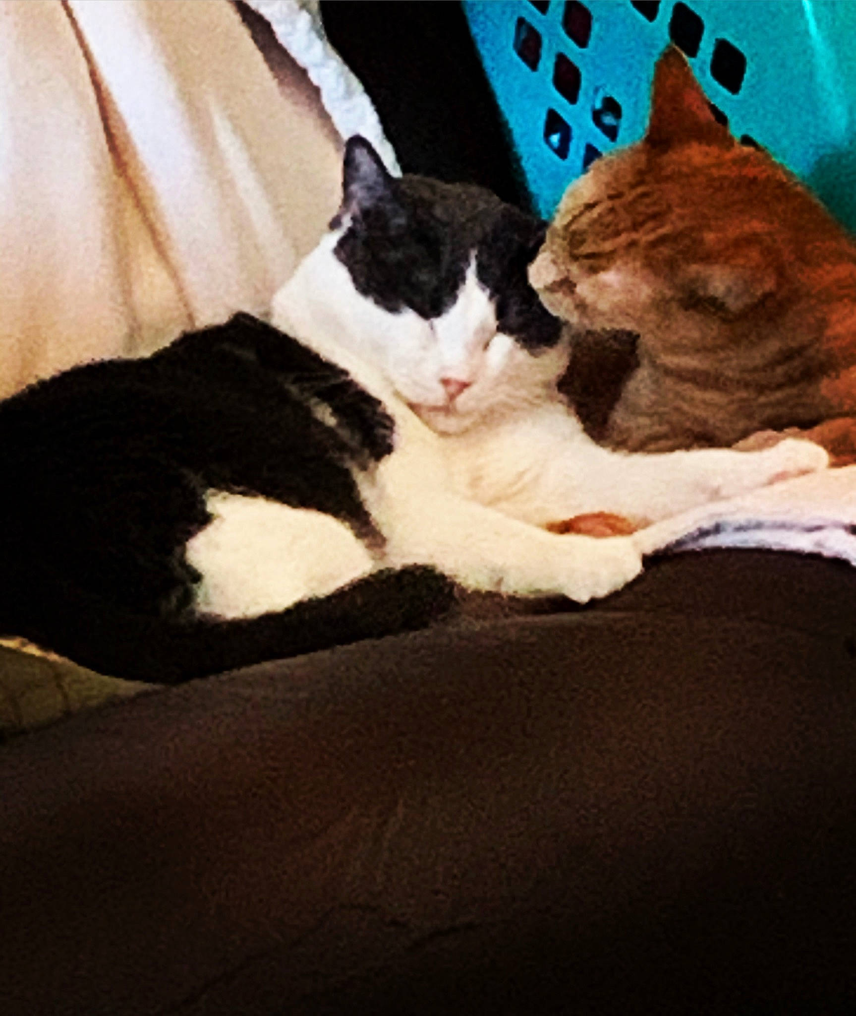 Buford is registered to the contest to win money with this photo: carnivore, cat, fawn, felidae, fur, kitten, leg, nap, paw, sky, small_to_medium_sized_cats, whiskers