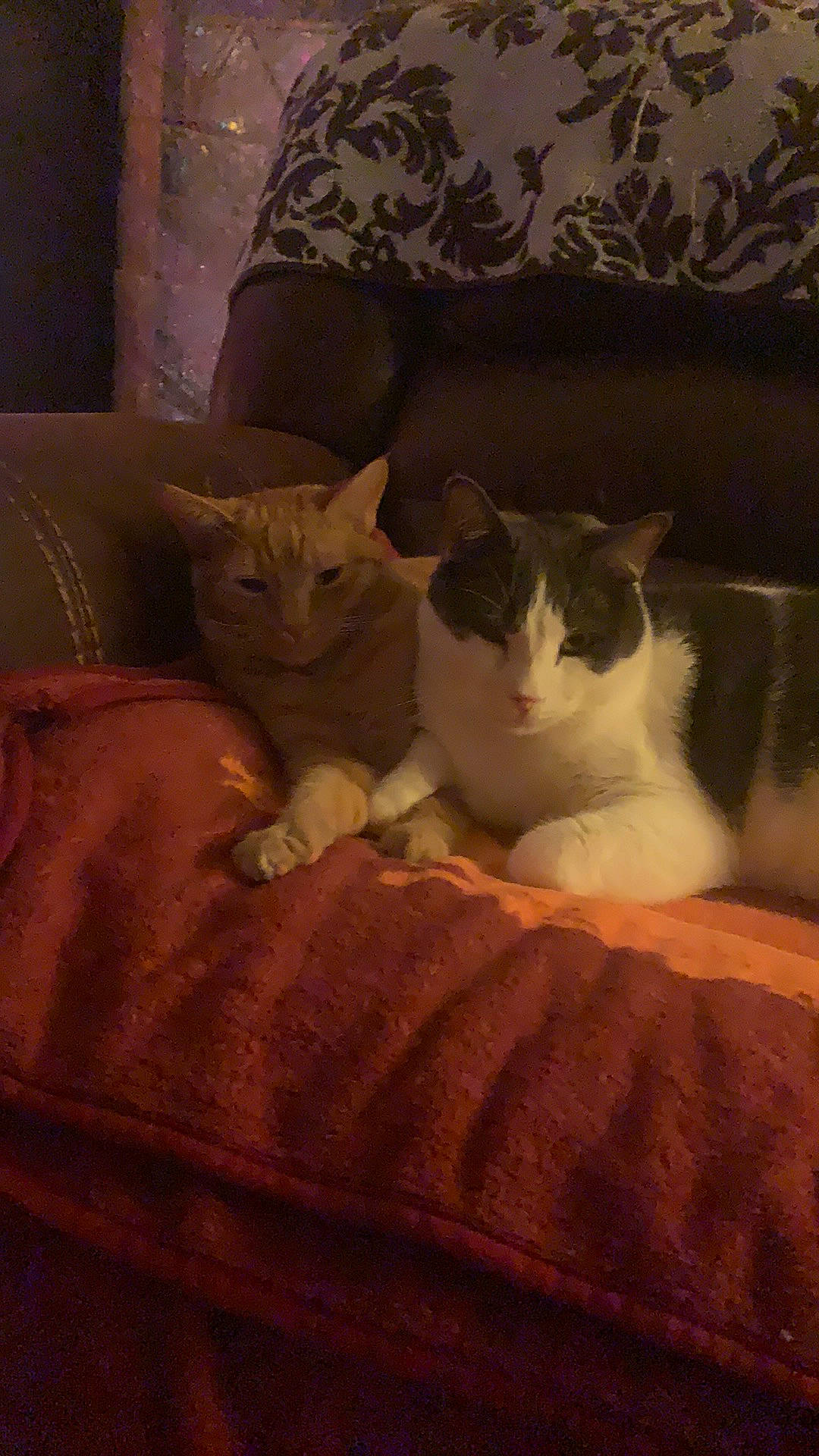 Buford is registered to the contest to win money with this photo: aegean_cat, asian, carnivore, cat, domestic_short_haired_cat, european_shorthair, fawn, felidae, kitten, mammal, polydactyl_cat, small_to_medium_sized_cats, whiskers