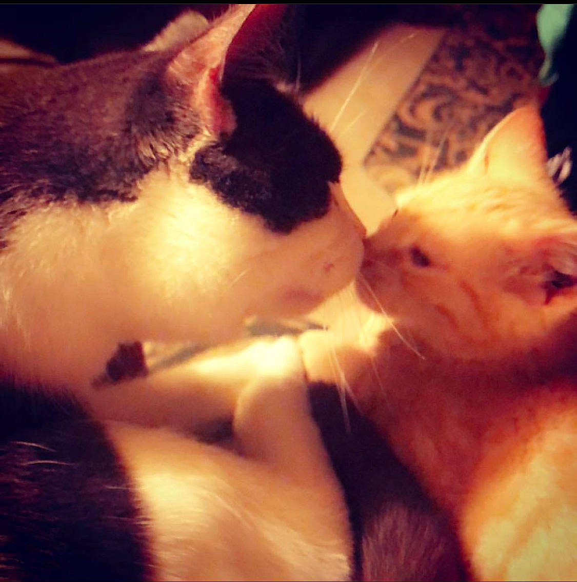 Buford joined the competition — help win amazing prizes! carnivore, cat, colorpoint_shorthair, ear, fawn, felidae, fur, kitten, love, nap, nose, paw, skin, sky, sleep, small_to_medium_sized_cats, snout, tail, tonkinese, whiskers