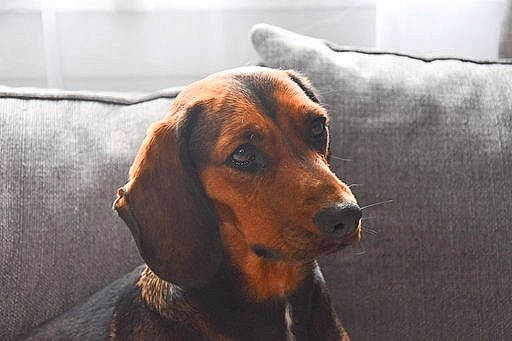 Nina participe au concours pour gagner de l'argent avec cette photo : alpine_dachsbracke, beagador, canidae, carnivore, companion_dog, coonhound, dog, dog_breed, ear, english_coonhound, hound, hunting_dog, mammal, rare_breed_dog, redbone_coonhound, segugio_italiano, snout, tyrolean_hound, vertebrate, vizsla