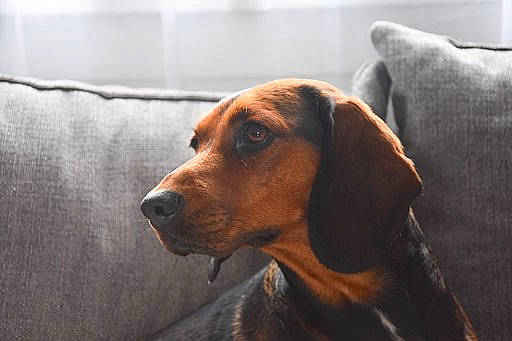Nina participe au concours pour gagner de l'argent avec cette photo : canidae, carnivore, coonhound, dog, dog_breed, ear, english_coonhound, harrier, hound, hunting_dog, mammal, rare_breed_dog, redbone_coonhound, rhodesian_ridgeback, segugio_italiano, serbian_hound, snout, tyrolean_hound, vertebrate, vizsla