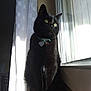 animal, black_cat, calm, cat, collar, curtain, domestic_animal, feline, green_eyes, indoor, looking_away, natural_light, pet, portrait, quiet, shadow, sitting, sunlight, tag, window