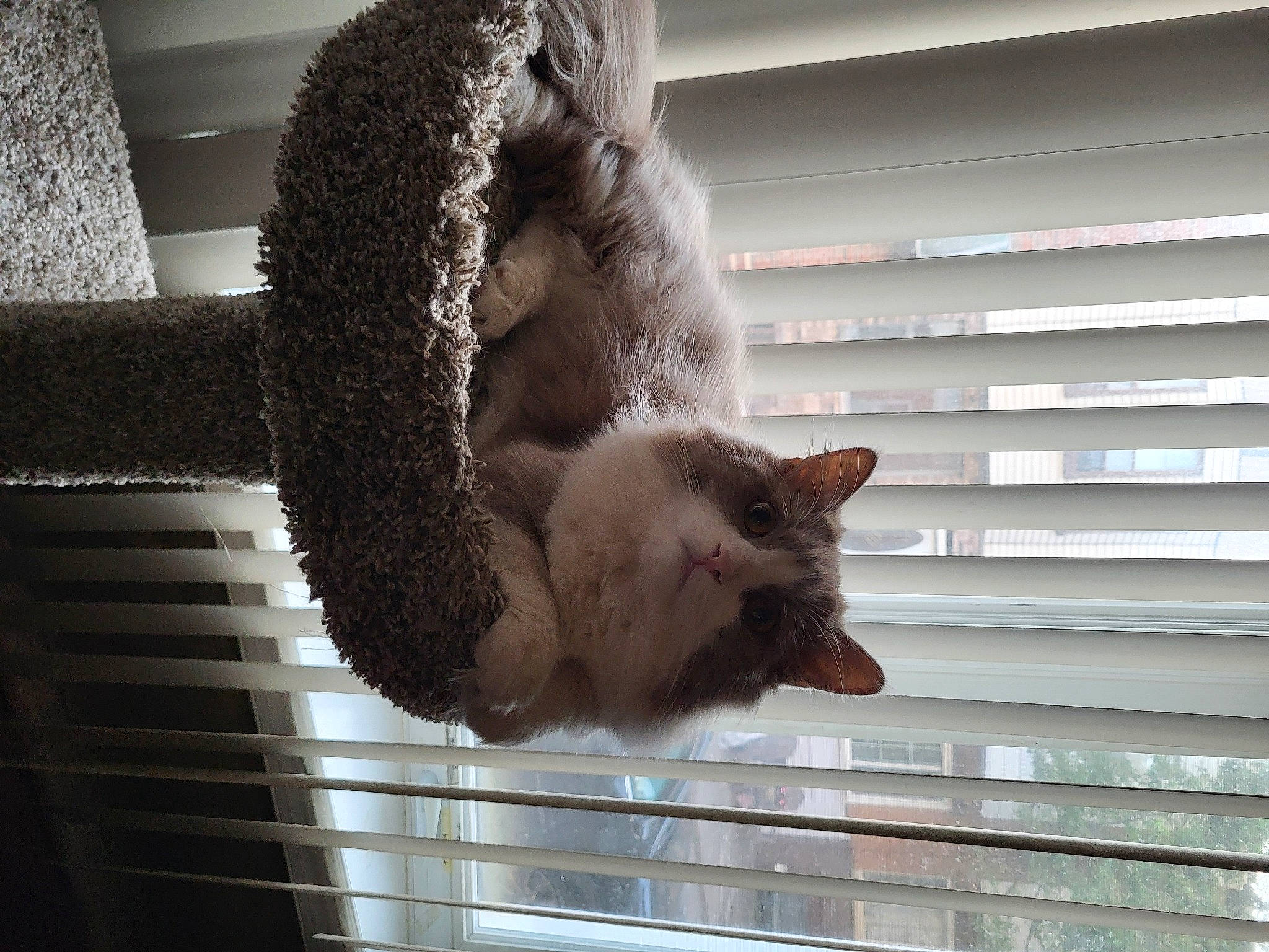 Troy joined the competition — help win amazing prizes! animal_feed, carnivore, cat, claw, domestic_short_haired_cat, fawn, felidae, fox_squirrel, fur, grey, grey_squirrel, pet_supply, plant, small_to_medium_sized_cats, snout, tail, tree, whiskers, window, wood