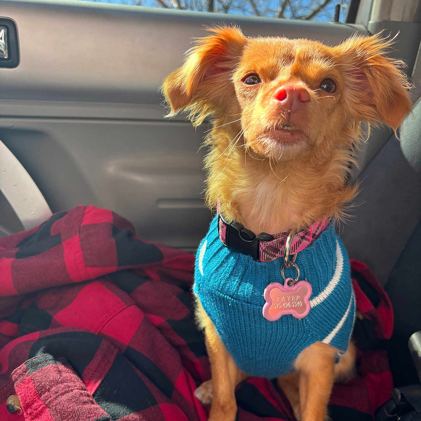 Tater joined the competition — help win amazing prizes! accessories, animal, bag, belt, blanket, canine, clothing, couch, cushion, dog, furniture, handbag, homedecor, knitwear, pet, puppy, sweater, terrier, transportation, vehicle