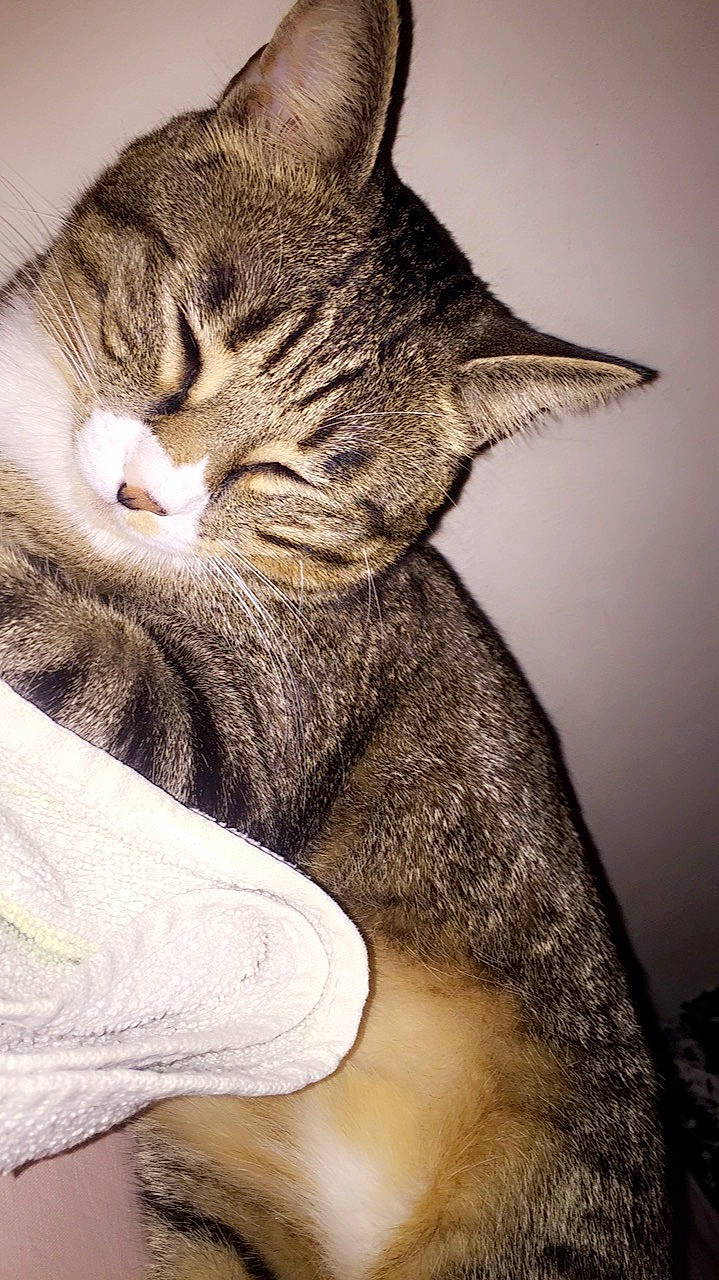 Abby participe au concours pour gagner de l'argent avec cette photo : aegean_cat, american_wirehair, asian, carnivore, cat, domestic_short_haired_cat, dragon_li, ear, european_shorthair, eye, felidae, fur, kitten, small_to_medium_sized_cats, snout, tabby_cat, whiskers