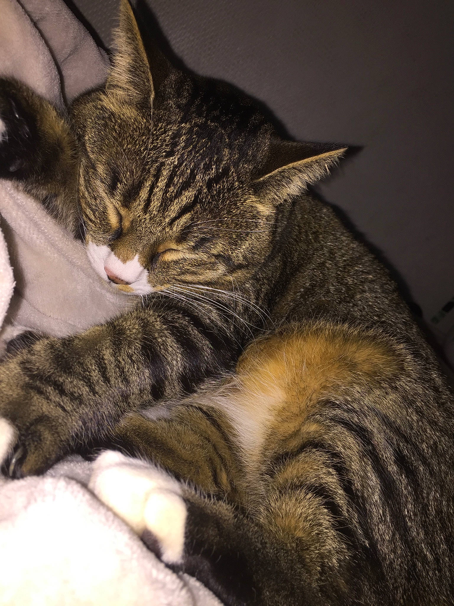 Abby participe au concours pour gagner de l'argent avec cette photo : american_shorthair, american_wirehair, asian, california_spangled, carnivore, cat, domestic_short_haired_cat, dragon_li, european_shorthair, felidae, fur, kitten, mammal, nap, pixie_bob, small_to_medium_sized_cats, snout, tabby_cat, vertebrate, whiskers