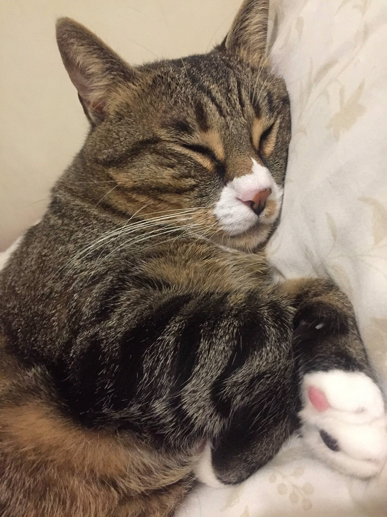 Abby participe au concours pour gagner de l'argent avec cette photo : aegean_cat, american_shorthair, american_wirehair, asian, california_spangled, carnivore, cat, domestic_short_haired_cat, dragon_li, european_shorthair, felidae, fur, kitten, mammal, paw, pixie_bob, small_to_medium_sized_cats, snout, tabby_cat, whiskers