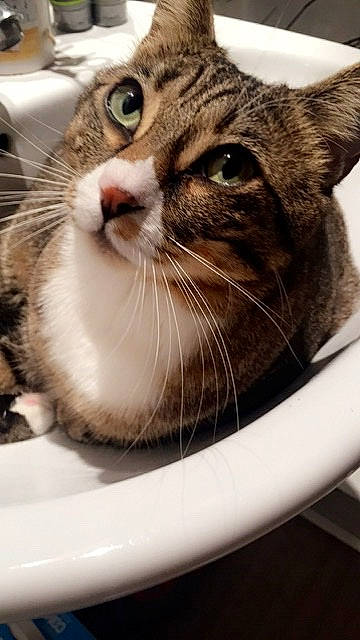 Abby participe au concours pour gagner de l'argent avec cette photo : aegean_cat, american_bobtail, american_shorthair, american_wirehair, asian, australian_mist, carnivore, cat, domestic_short_haired_cat, dragon_li, european_shorthair, felidae, kitten, paw, small_to_medium_sized_cats, snout, tabby_cat, whiskers