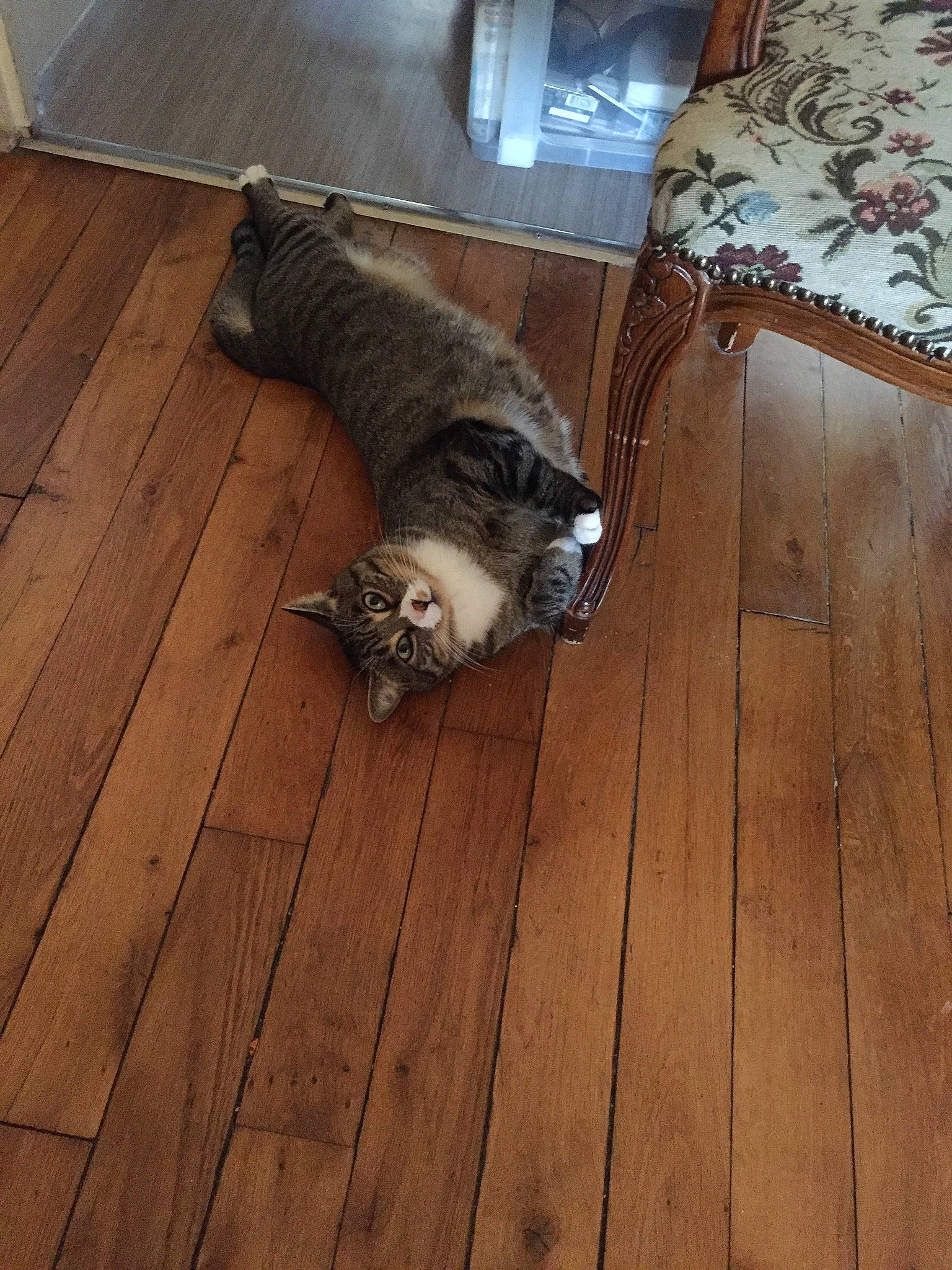 Abby a rejoint le concours — aidez-le/la à gagner de superbes lots ! canidae, carnivore, cat, dog_breed, fawn, felidae, floor, flooring, hardwood, laminate_flooring, small_to_medium_sized_cats, tail, wood, wood_flooring