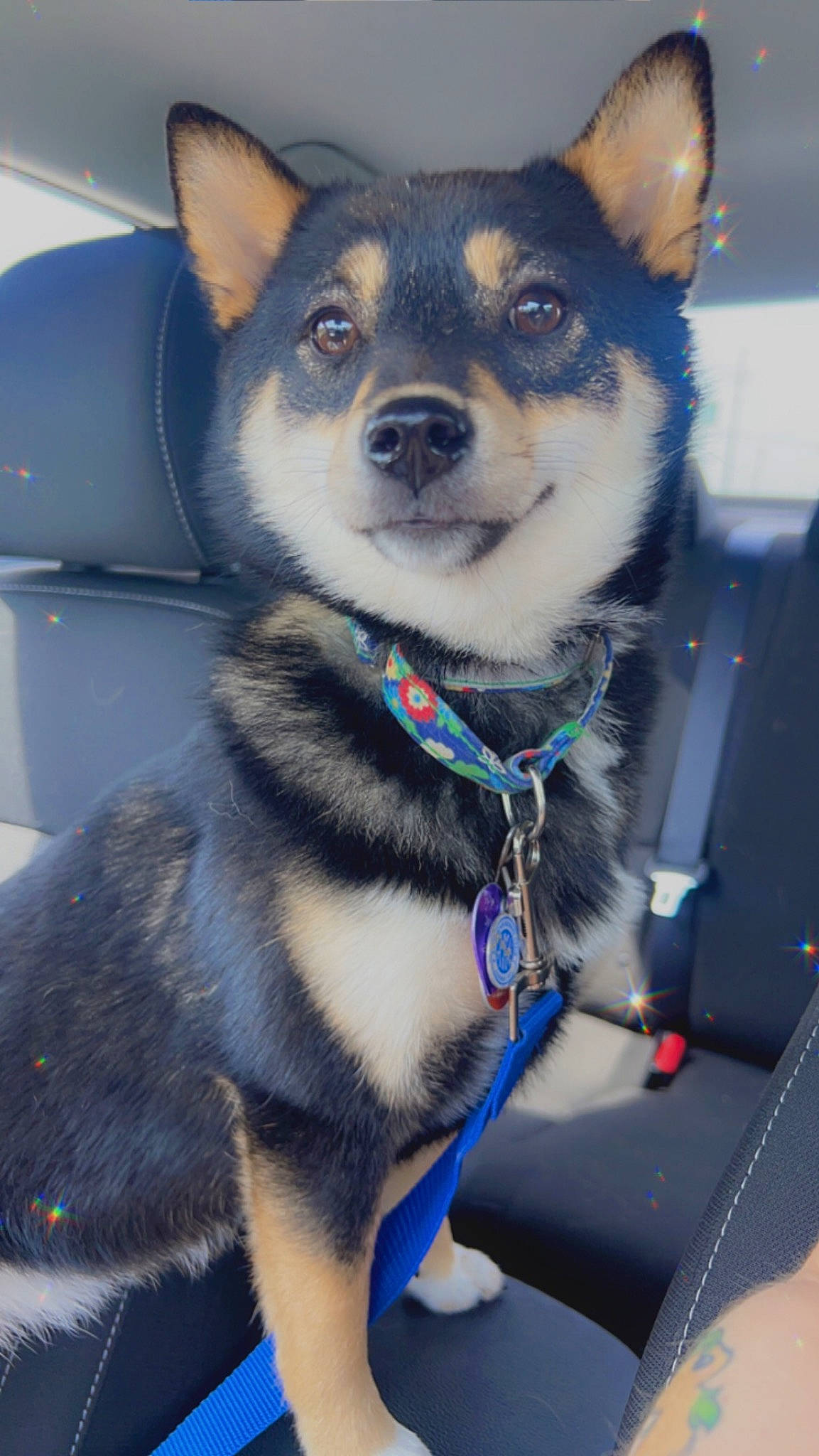 Midori joined the competition — help win amazing prizes! adventure, canidae, carnivore, collar, companion_dog, dog, dog_breed, dog_collar, dog_supply, door, electric_blue, fawn, fur, herding_dog, leash, snout, sporting_group, whiskers, working_animal, working_dog