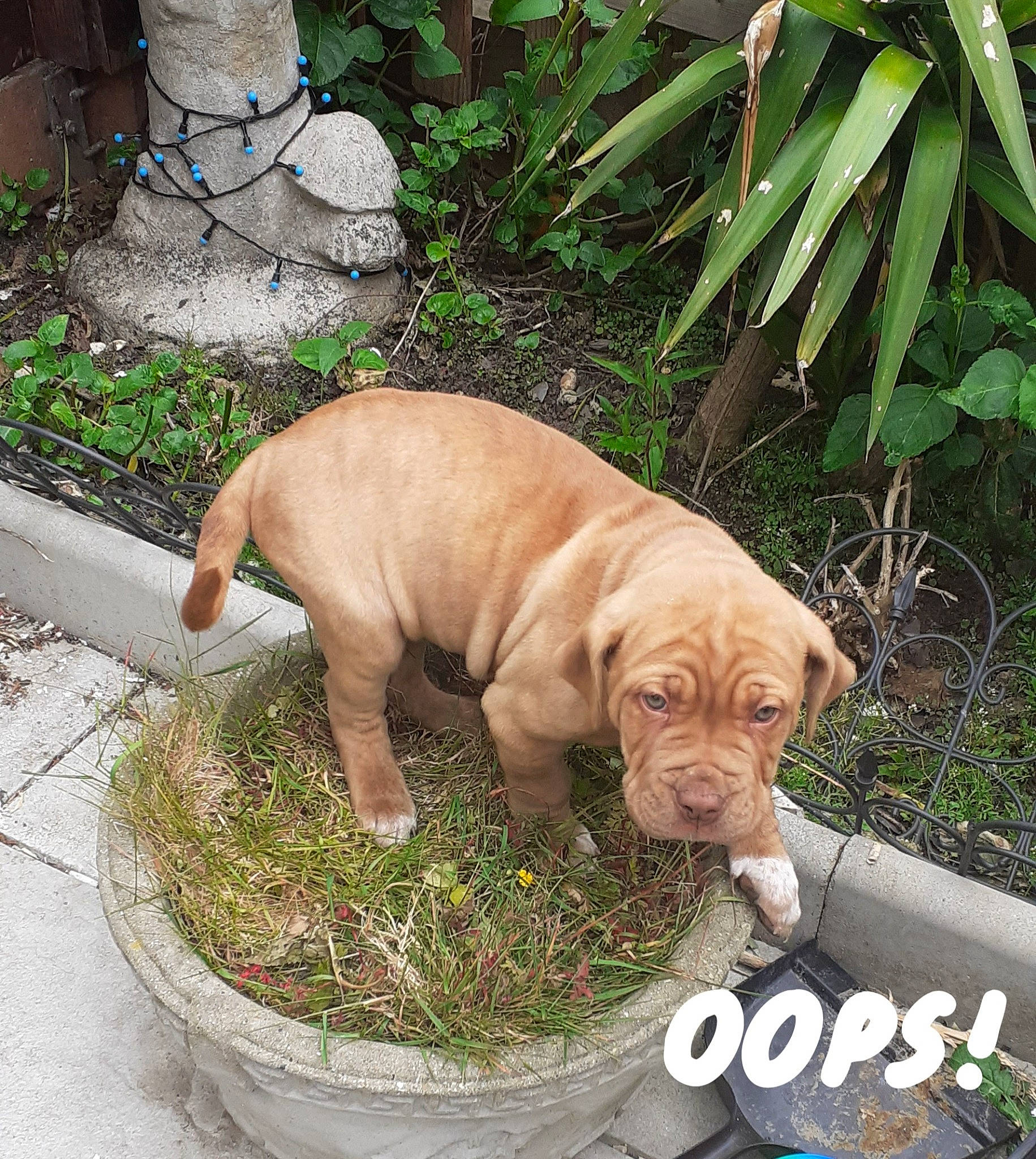Burtie joined the competition — help win amazing prizes! carnivore, companion_dog, dog, dog_breed, dog_supply, flowerpot, garden, grass, groundcover, hose, liver, ori_pei, pet_supply, plant, snout, sporting_group, tail, terrestrial_animal, working_animal, wrinkle