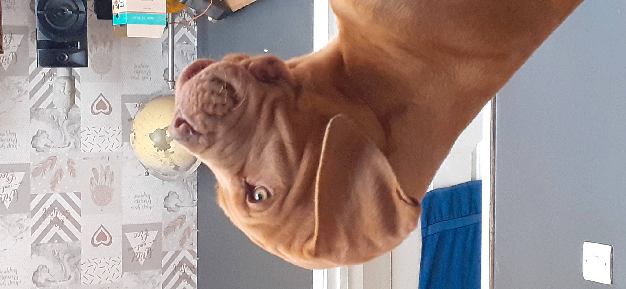 Burtie joined the competition — help win amazing prizes! arm, chest, ear, elbow, eyelash, eyewear, fawn, gesture, hand, human_body, jaw, mammal, mouth, nail, neck, nose, shoulder, trunk, vertebrate, wrinkle