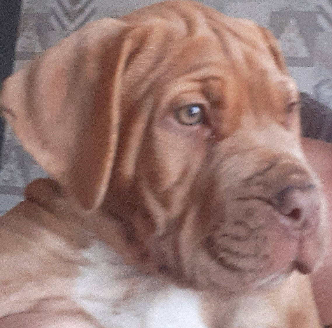 Burtie joined the competition — help win amazing prizes! biting, canidae, carnivore, companion_dog, dog, dog_breed, ear, fawn, fur, gun_dog, hunting_dog, liver, snout, sporting_group, terrestrial_animal, whiskers, wood, working_animal, wrinkle