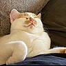 Sprout is registered to the contest to win money with this photo: cat, sleeping, relaxed, cozy, fluffy, orange, white, pet, indoor, closeup, cute, feline, whiskers, nose, ear, paw, resting, comfortable, couch, domestic