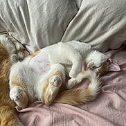 Sprout is registered to the contest to win money with this photo: kitten, cat, sleeping, fur, cozy, blanket, pillow, pet, cute, animal, resting, whiskers, tail, paw, indoor, relaxed, soft, domestic_cat, mammal, adorable