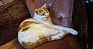 Sprout joined the competition — help win amazing prizes! cat, orange, white, fur, pet, indoor, chair, cushion, tufted, resting, curious, cozy, furniture, home, relaxed, animal, mammal, whiskers, paw, tail