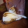 cat, orange, white, fur, pet, indoor, chair, cushion, tufted, resting, curious, cozy, furniture, home, relaxed, animal, mammal, whiskers, paw, tail