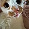 Sprout is registered to the contest to win money with this photo: cat, close_up, whiskers, pink_nose, indoor, fur, curious, eyes, pet, animal, face, mammal, cute, feline, domestic_animal, soft, portrait, close, looking, nose