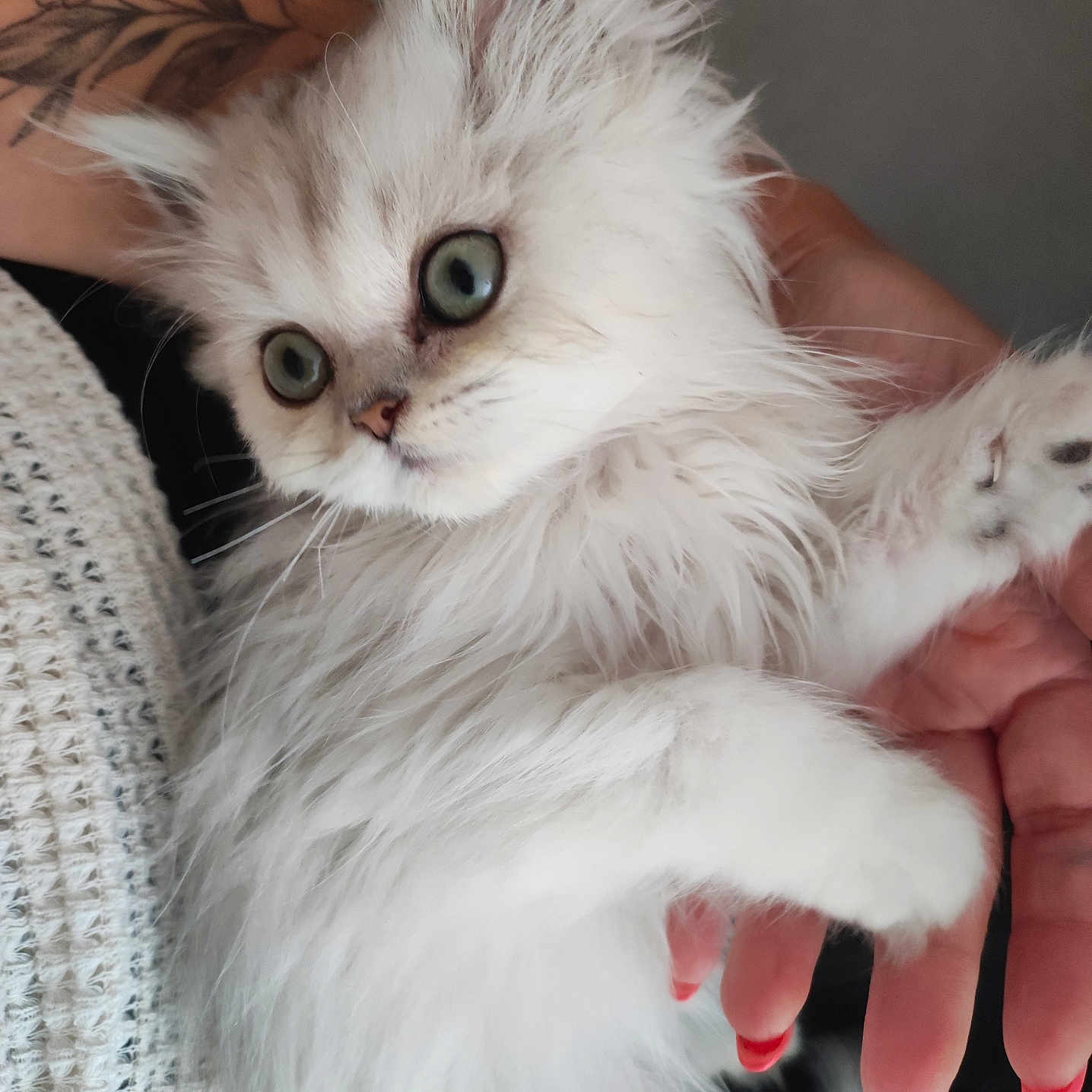 Azur participe au concours pour gagner de l'argent avec cette photo : animal, cat, close_up, cuddle, curious_eyes, cute, domestic_animal, feline, fluffy, hand, indoor, kitten, nail_polish, person, pet, portrait, soft_texture, tattoo, white_fur, young_animal