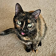 Bailey is registered to the contest to win money with this photo: cat, tortoiseshell, pet, animal, feline, carpet, indoor, cute, playful, tongue_out, whiskers, ears, eyes, fur, sitting, looking_up, domestic_animal, mammal, closeup, adorable