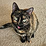 cat, tortoiseshell, pet, animal, feline, carpet, indoor, cute, playful, tongue_out, whiskers, ears, eyes, fur, sitting, looking_up, domestic_animal, mammal, closeup, adorable