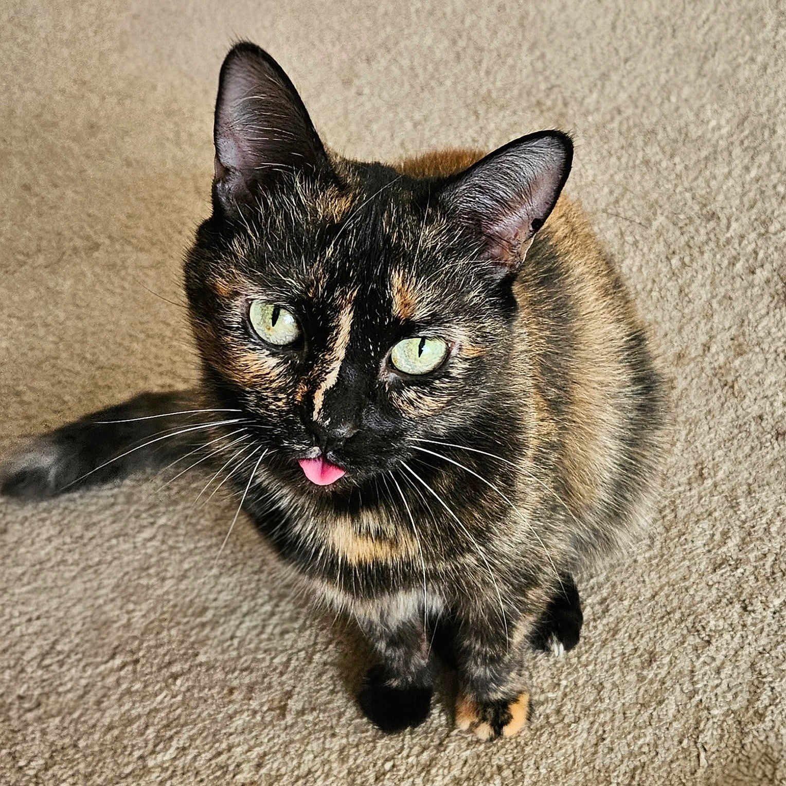 Bailey is registered to the contest to win money with this photo: adorable, animal, carpet, cat, closeup, cute, domestic_animal, ears, eyes, feline, fur, indoor, looking_up, mammal, pet, playful, sitting, tongue_out, tortoiseshell, whiskers