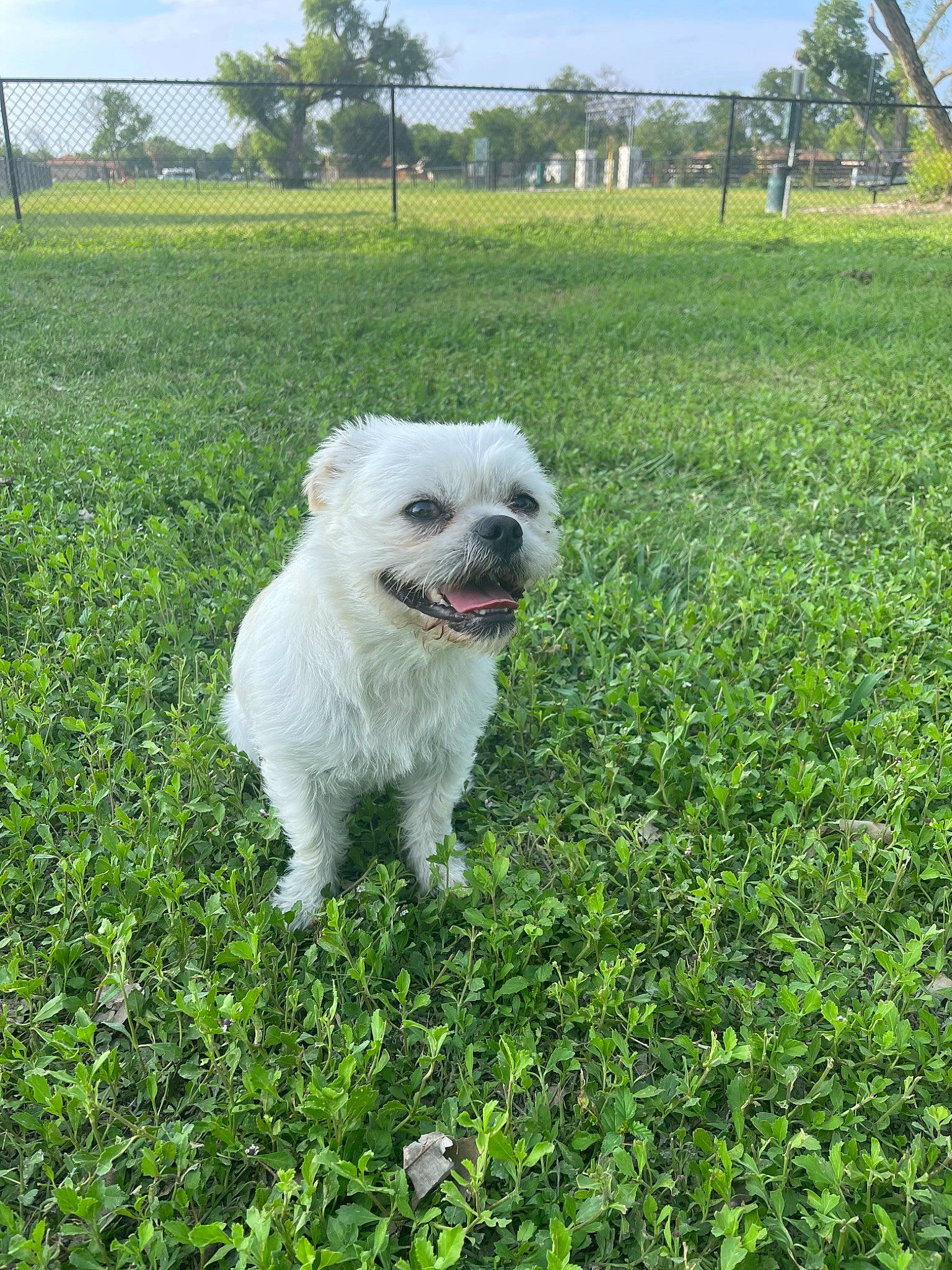 Jimmyleo is registered to the contest to win money with this photo: carnivore, cloud, companion_dog, dog, dog_breed, field, grass, grassland, groundcover, pasture, plant, shrub, sky, small_terrier, snout, sporting_group, terrier, toy_dog, tree, working_animal