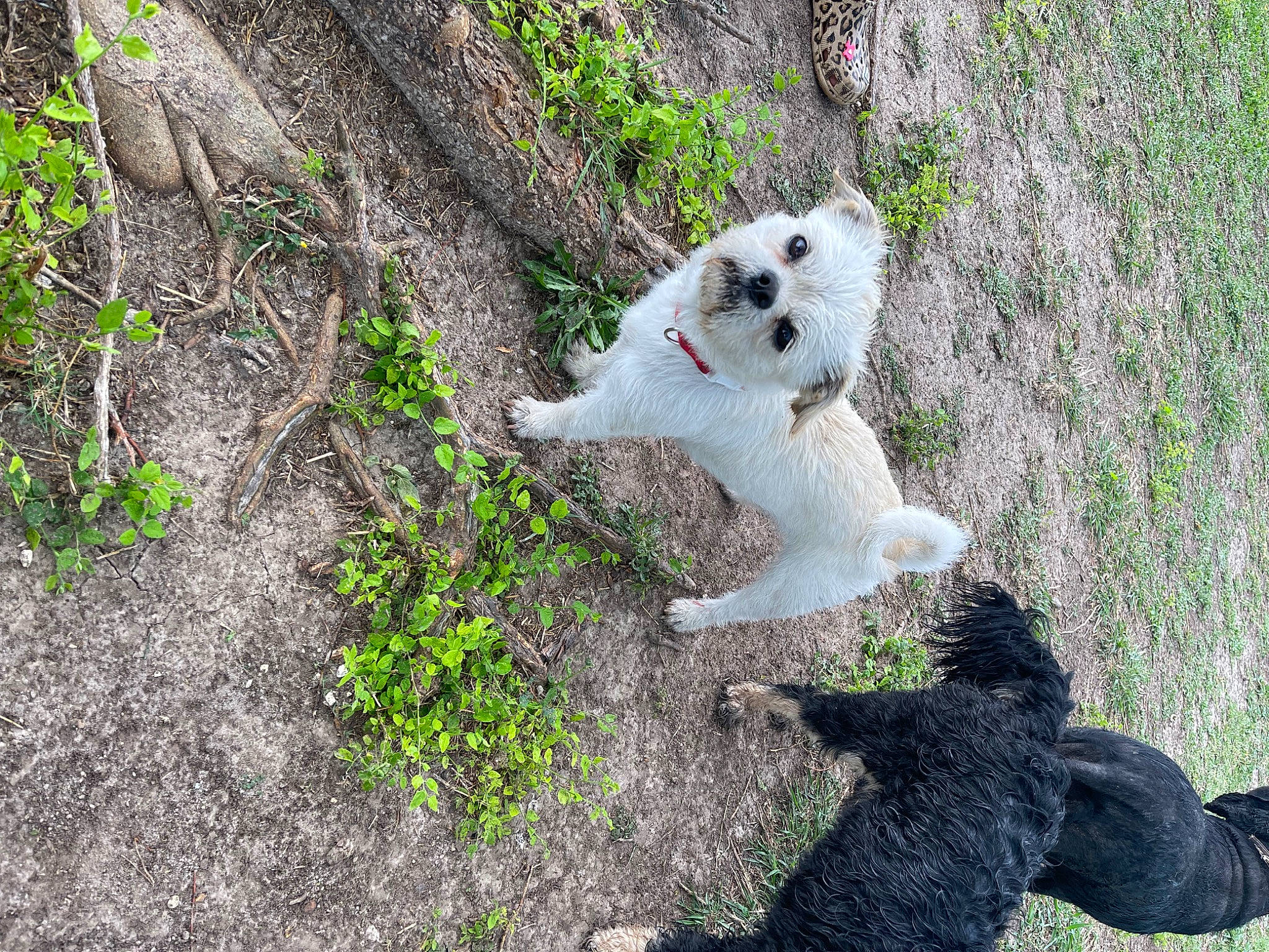 Jimmyleo joined the competition — help win amazing prizes! canidae, carnivore, companion_dog, dog, dog_breed, fawn, fur, grass, groundcover, non_sporting_group, plant, shadow, small_terrier, soil, sporting_group, tail, terrestrial_animal, terrier, toy_dog