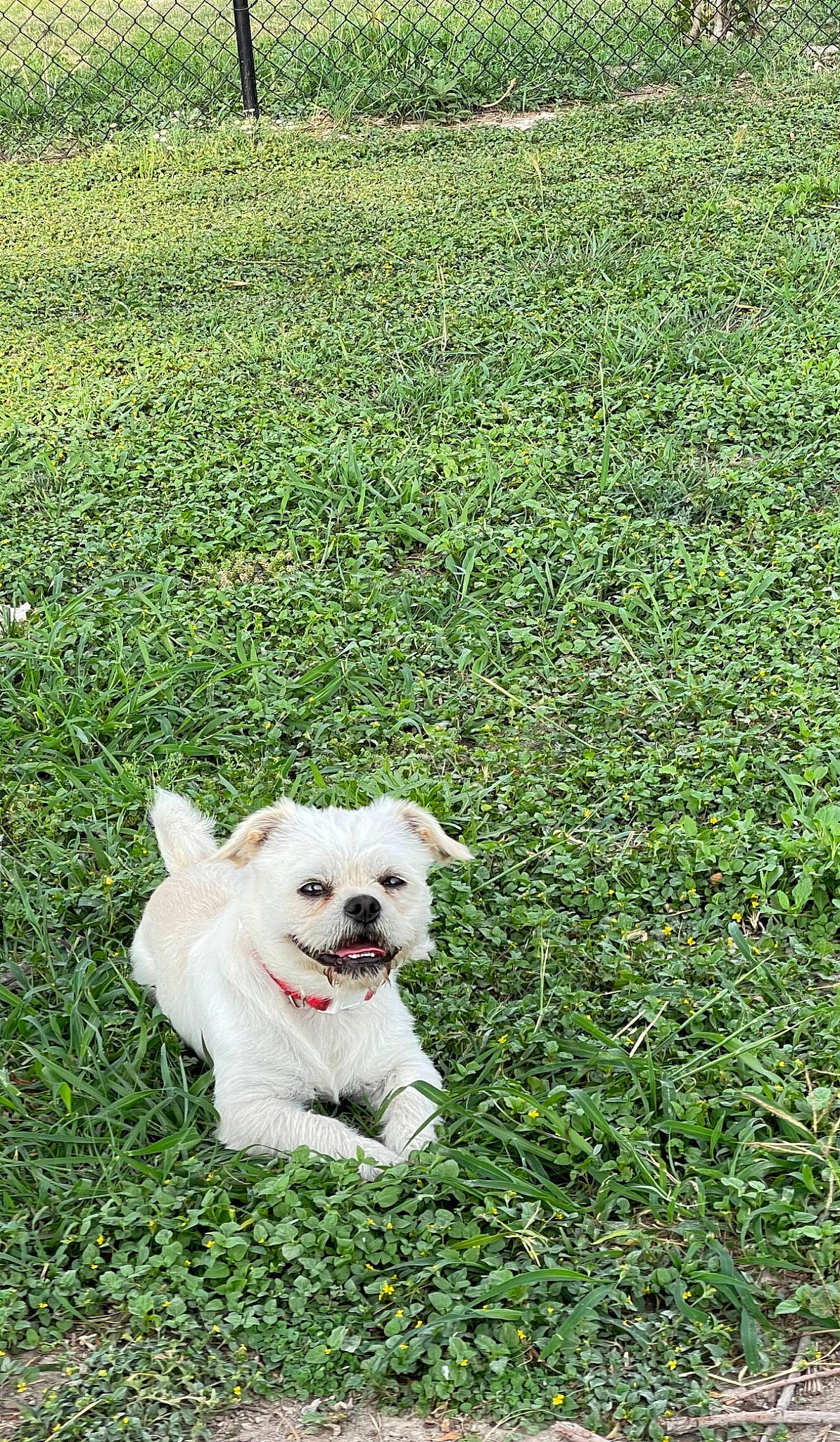 Jimmyleo joined the competition — help win amazing prizes! agriculture, canidae, carnivore, companion_dog, dog, dog_breed, field, grass, grass_family, grassland, groundcover, lawn, meadow, pasture, people_in_nature, plant, shrub, sporting_group, tail, working_animal