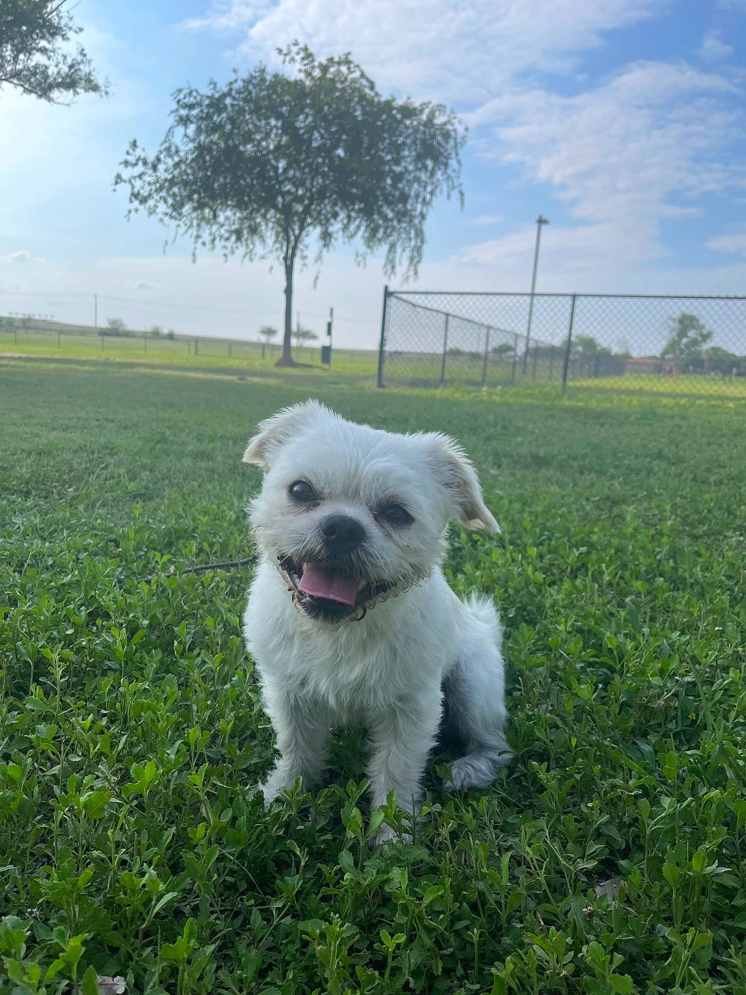 Jimmyleo joined the competition — help win amazing prizes! canidae, carnivore, cloud, companion_dog, dog, dog_breed, fence, field, grass, grassland, pasture, plant, sheep, sky, snout, sporting_group, terrier, toy_dog, tree, working_animal