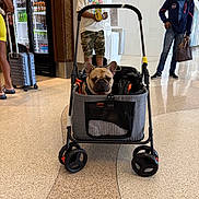 Stackz joined the competition — help win amazing prizes! dog, french_bulldog, stroller, airport, luggage, man, woman, floor, casual_clothing, person, shopping_bag, refrigerator, beverage, headwear, glasses, waiting, travel, indoor, walking, camo_shorts