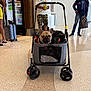 dog, french_bulldog, stroller, airport, luggage, man, woman, floor, casual_clothing, person, shopping_bag, refrigerator, beverage, headwear, glasses, waiting, travel, indoor, walking, camo_shorts