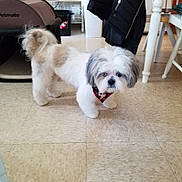 Milo is registered to the contest to win money with this photo: animal, bandana, canine, companion, cute, dog, domestic_animal, floor, fluffy, furniture, gray_fur, home, indoor, looking, pet, pet_carrier, small_dog, standing, tile_floor, white_fur