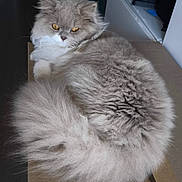 Anyab participe au concours pour gagner de l'argent avec cette photo : cat, fluffy, gray_cat, long_hair, pet, animal, indoors, cardboard_box, resting, feline, cute, domestic_cat, whiskers, tail, golden_eyes, fur, relaxed, looking, household, mammal