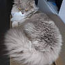 cat, fluffy, gray_cat, long_hair, pet, animal, indoors, cardboard_box, resting, feline, cute, domestic_cat, whiskers, tail, golden_eyes, fur, relaxed, looking, household, mammal