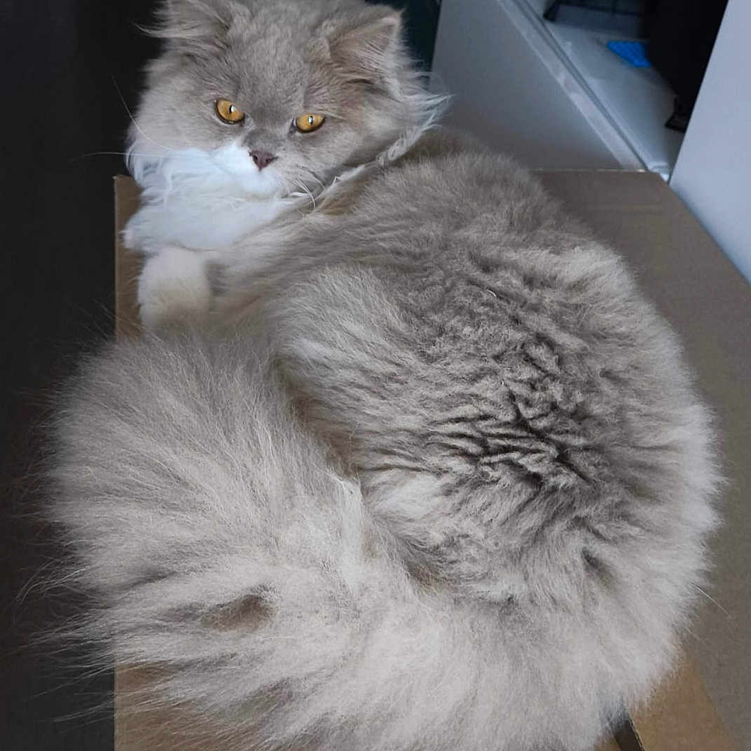 Anyab participe au concours pour gagner de l'argent avec cette photo : cat, fluffy, gray_cat, long_hair, pet, animal, indoors, cardboard_box, resting, feline, cute, domestic_cat, whiskers, tail, golden_eyes, fur, relaxed, looking, household, mammal