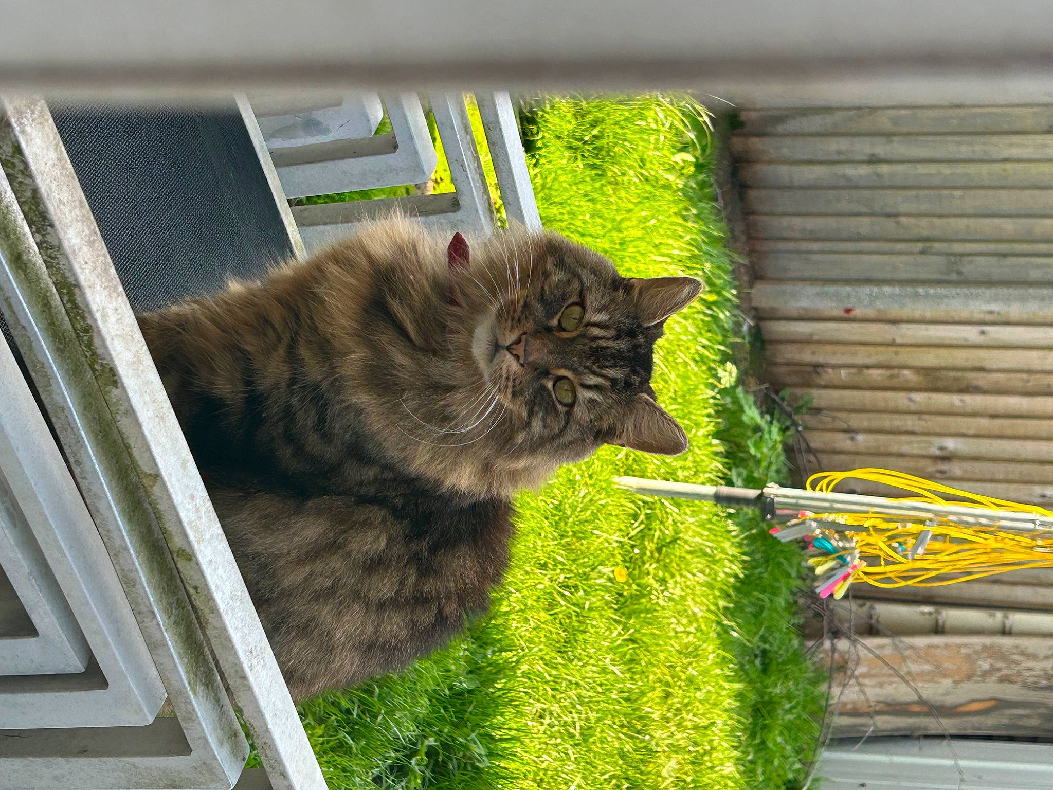 Lucifer is registered to the contest to win money with this photo: carnivore, cat, domestic_short_haired_cat, felidae, fur, grass, groundcover, plant, small_to_medium_sized_cats, snout, tail, terrestrial_animal, tree, whiskers, window, wood