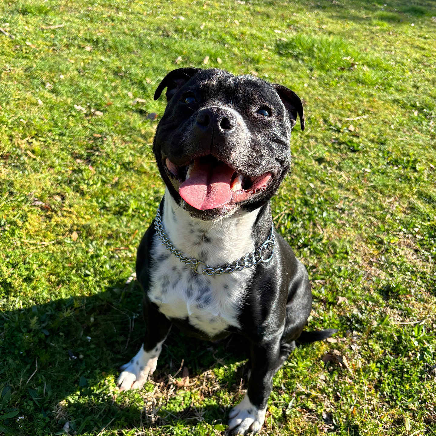 Ulysse participe au concours pour gagner de l'argent avec cette photo : animal, boxer, bulldog, canine, dog, field, frenchbulldog, grass, grassland, lawn, nature, outdoors, park, person, pet, pitbull, plant, pug, puppy, vegetation
